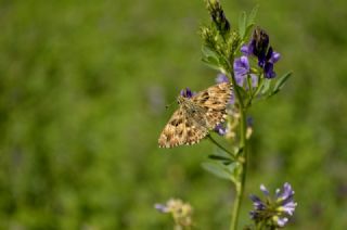 Hatmi Zpzp (Carcharodus alceae)