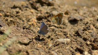 okgzl Rus Mavisi (Polyommatus coelestina)