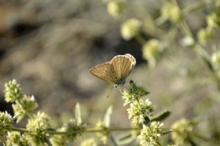 Erivan Anormal okgzls (Polyommatus eriwanensis)