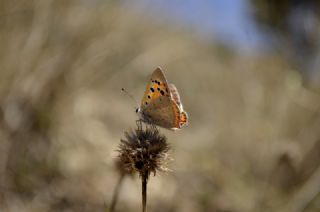 Benekli Bakr Gzeli (Lycaena phlaeas)