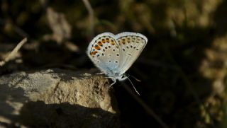 Gm Lekeli Esmergz (Plebejus argus)