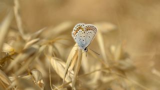 Gm Lekeli Esmergz (Plebejus argus)