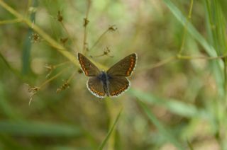 okgzl Esmer (Aricia agestis)