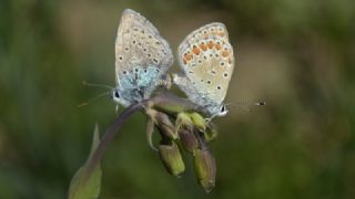 okgzl Mavi (Polyommatus icarus)