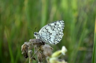 Anadolu Melikesi (Melanargia larissa)