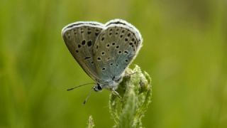 Byk Korubeni (Phengaris arion)