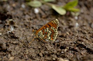 parhan (Melitaea cinxia)