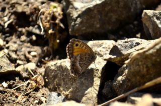 Seyit (Arethusana arethusa)