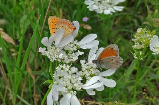 Osmanl Atei (Lycaena ottomanus)