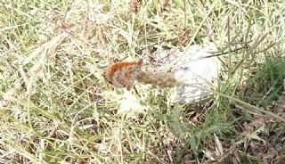 Bahadr (Argynnis pandora)