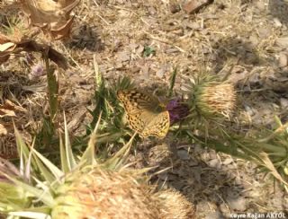 Bahadr (Argynnis pandora)