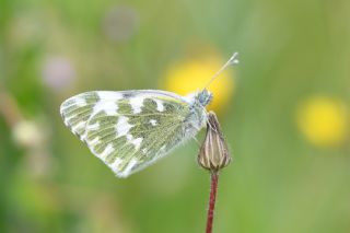 Yeni Beneklimelek&nbsp;(Pontia&nbsp;edusa)