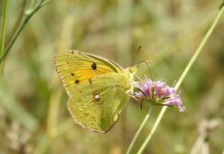 Sar Azamet (Colias croceus)