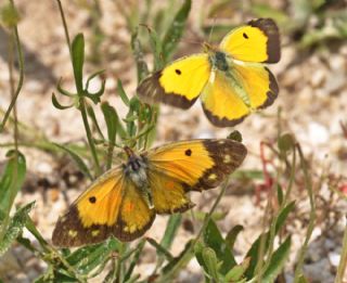 Sar Azamet (Colias croceus)