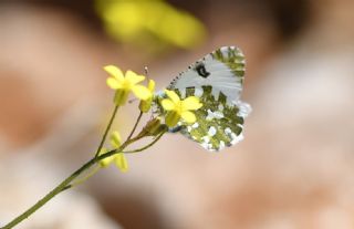 Da� Oykl�s��&nbsp;(Euchloe&nbsp;ausonia)