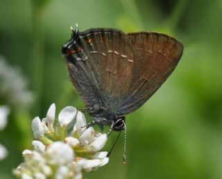 Byk Sevbeni (Satyrium ilicis)
