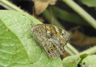 Aa Esmeri (Kirinia roxelana)