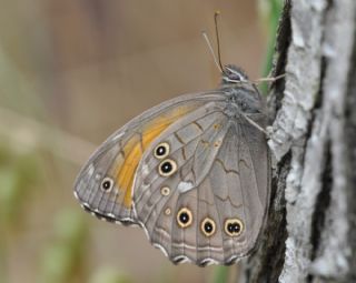 Aa Esmeri (Kirinia roxelana)