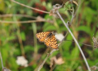 Benekli parhan (Melitaea didyma)