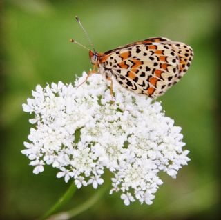 Gzel parhan (Melitaea trivia)
