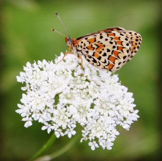 Gzel parhan (Melitaea syriaca)