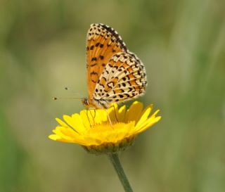 Gzel parhan (Melitaea syriaca)