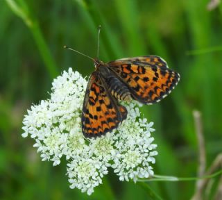Gzel parhan (Melitaea trivia)