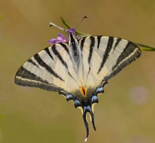 Erik Krlangkuyruk (Iphiclides podalirius)