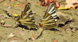 Erik Krlangkuyruk (Iphiclides podalirius)