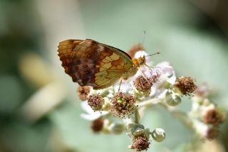 B���rtlen Brentisi&nbsp;(Brenthis&nbsp;daphne)