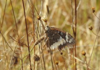 Kara Murat (Brintesia  circe)