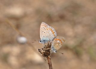 okgzl Meneke Mavisi (Polyommatus thersites)