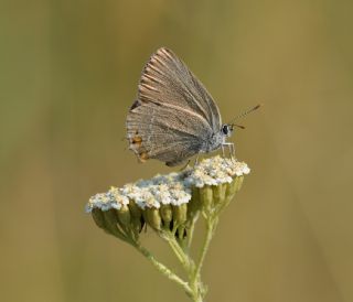 Minik Sevbeni (Satyrium acaciae)