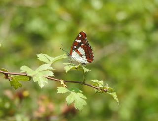 Akdeniz Hanmeli Kelebei (Limenitis reducta)