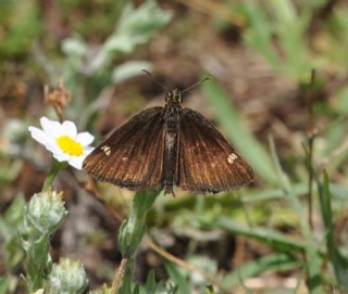 Beyaz Benekli Zpzp (Heteropterus morpheus)