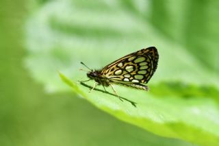 Beyaz Benekli Z�pz�p&nbsp;(Heteropterus&nbsp;morpheus)