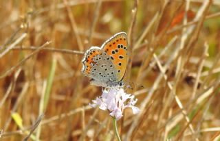 Kk Ate Gzeli (Lycaena thersamon)