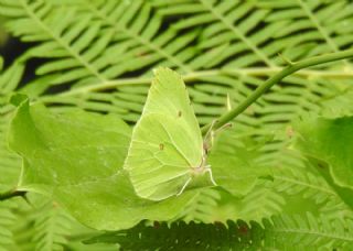 Orakkanat (Gonepteryx rhamni)