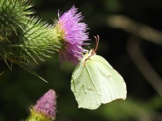 Orakkanat (Gonepteryx rhamni)