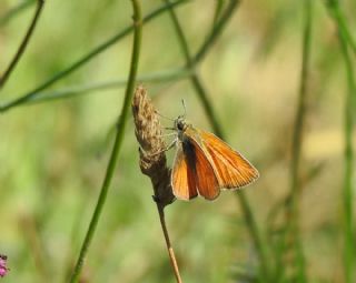 Sar Antenli Zpzp (Thymelicus sylvestris)