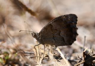 Aa Karamelei (Hipparchia statilinus)