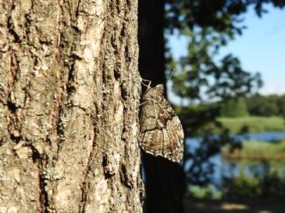 Byk Karamelek (Hipparchia syriaca)