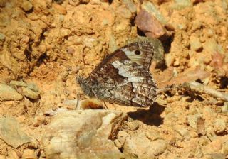 Byk Karamelek (Hipparchia syriaca)