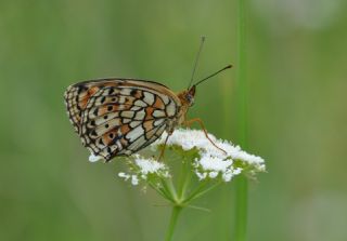 ift Noktal Brentis (Brenthis hecate)