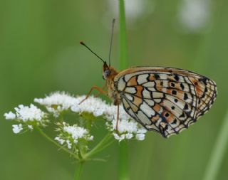 ift Noktal Brentis (Brenthis hecate)