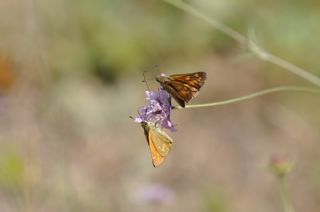 Orman Zpzp (Ochlodes sylvanus)