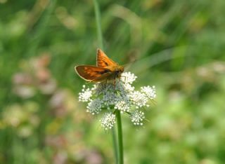 Orman Zpzp (Ochlodes sylvanus)