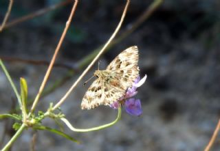 Hatmi Zpzp (Carcharodus alceae)