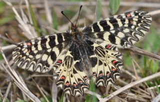 Gney Fistosu (Zerynthia polyxena)