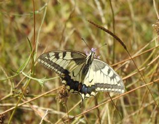 Krlangkuyruk (Papilio machaon)